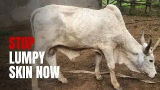 Lumpy Skin Disease: Protect Your Cattle From This Major Threat