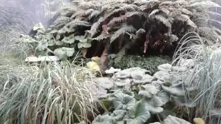 Macquarie Island plants at Hobarts Botanical Gardens