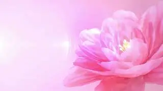 Blooming Pink Flower Free Background Videos, Motion Graphics, No Copyright | All Background Videos