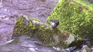 Juvenile Dipper (Cinclus cinclus)