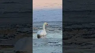 Swans on a frozen lake ❄️