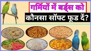 BEST SUMMER FOOD FOR YOUR BIRDS || गर्मियों में अपने बर्ड्स को खाने में क्या दें?
