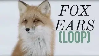Fox moving ears (loop)