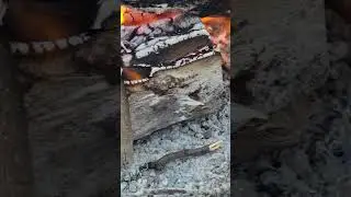 Dead Ant,Dead Ant...RIP