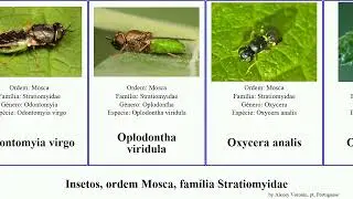Insetos, ordem Mosca, fam&iacute;lia Stratiomyidae parastratiosphecomyia oxycera insect virgo dives rara