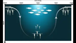 Zonation of Ocean Species-  Final Youtube Video REDO