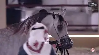 N.166 SAMA ALJASSIMYA - 7th Souq Waqif Int. Arabian Horse Show 2026 - Colts 3 Years Old (Class 6)