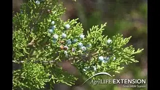 Ashe Juniper