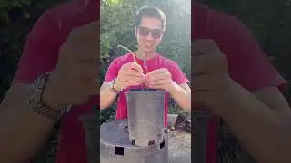 Fuerte avocado tree graft. #avocado #avocadotree #garden #gardening