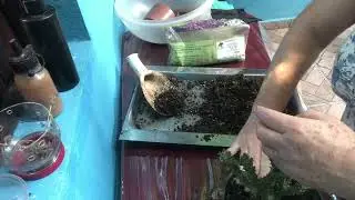 Replante do Tapete persa ( Edithcolea  grandis )