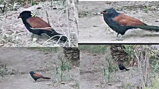 Crow Pheasant; A Majestic Bird #crowpheasant #majest #abcnatureshorts