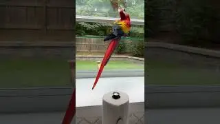 Scarlet Macaw at the Greenhouse Window!