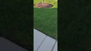 Scott's Green Max Lawn Food 3 Days