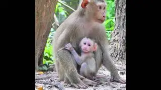 True Love From Heart Is Most Beautiful  ! Baby Monkey Floran Living With Real Happiness