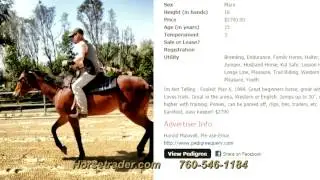 The Horsetrader.com Story