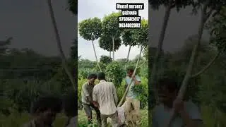 Ratusa multi tapori available in whole sale price bulk quantity height 8
