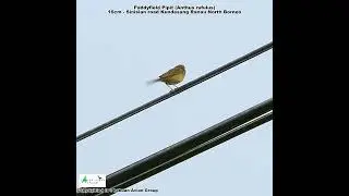 Paddyfield Pipit (Anthus rufulus)