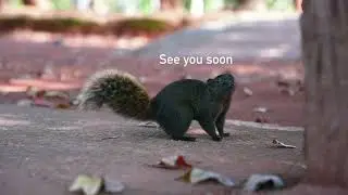See you soon&hellip; Red-bellied tree squirrel