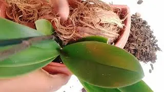 Olha como minhas orquídeas estão ficando com a fibra de coco