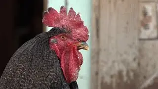 Farmers see increase of people interested in starting backyard chicken coops