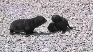 Fur Seals on Beach at Fortuna Bay, South Georgia