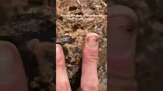 Diggin Fire Opals! #opal #fireopal #shorts #rockhounding #viral #trending #ytshorts #yt #ytshort