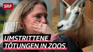 T&ouml;ten im Zoo &ndash; Gesunde Tiere schiessen f&uuml;r den Artenschutz? | Impact | SRF