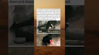 The Heroic Gorilla Who Saved A Child