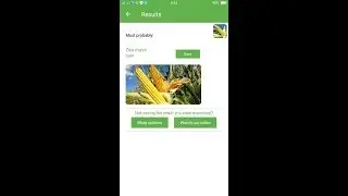 PlantSnap identifies a Corn (Zea mays)