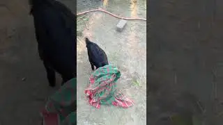 নিজের ফাঁদে নিজেই পড়লে #cow #goat #animalfarming #animals