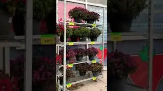 Canadian tire shop flowers end of the season