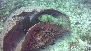 Memory Lane - Scuba with Putterfish, Mexico, November 2022