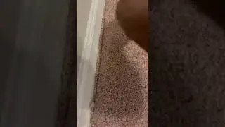 Do this after kicking and Restretching Carpet
