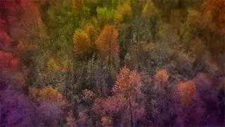 Falling For Nature | 4K Forest Motion Background