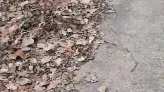 Exploring the woods - paying homage to the land