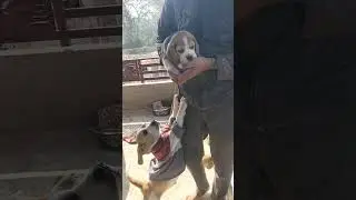 My little dogs deworming#beagle lover#shorts #viral video 🐕🐶🐕🐶🐕🐶🚑🏥⚖️🩺💉