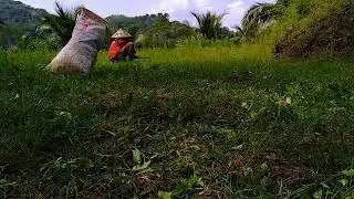 Surviving the Wild: My Journey Foraging for Wild Greens in the Village