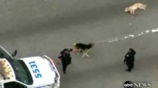 Amazing dog video - dog saves a friend dog on highway