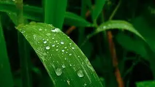 4k quality video #editingvideo #videoclip #creative #naturliebe no copyright #video 