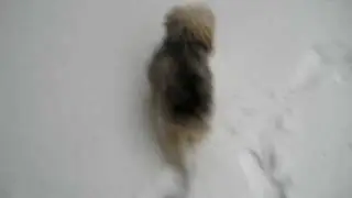 Sophie in the snow