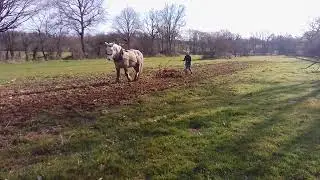 Cheval &agrave; vendre - hongre percheron travail du sol - equirodi.com