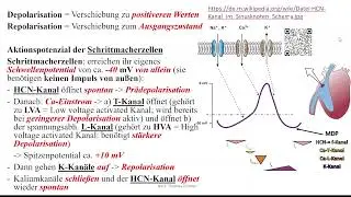 Herz 5: Aktionspotential Sinusknoten und AV-Knoten; modulierend: Sympathikus und Parasympathikus