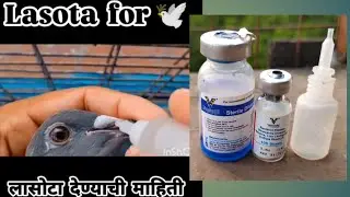 Pigeon lasota.कबुतरांना लसोटा कसा द्यायचा #pigeon#pigeons#shorts#racingpigeon#racingpigeons#kabootar