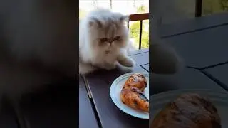 Fluffy Cat's Chicken Heist 🍗😹 | Caught in the Act