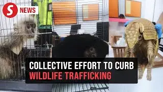 Unified effort needed to curb wildlife trafficking, says MAG boss