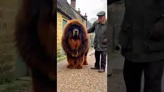 The Gentle Giant of the Village Path#TibetanMastiff #VillageLife #GentleGiant #Heartwarming