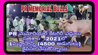 PR MEMORIAL CATEGORY BULLS GOT 1ST PLACE (4500 FEETS) AT SATRASALA # 2021