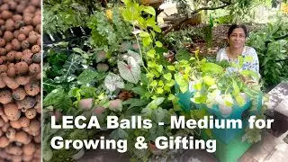 LECA Balls - Medium for Growing & Gifting || Shobha Nagnur || Ny Garden My Passion