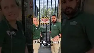 Dog Falls Into Gorilla Enclosure 😳