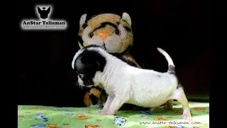 Чё за ЛЕВ этот Тигр!? Мини-чихуахуа из питомника АнСтар Талисман.